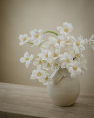 tulipa