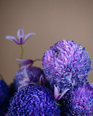 bleu