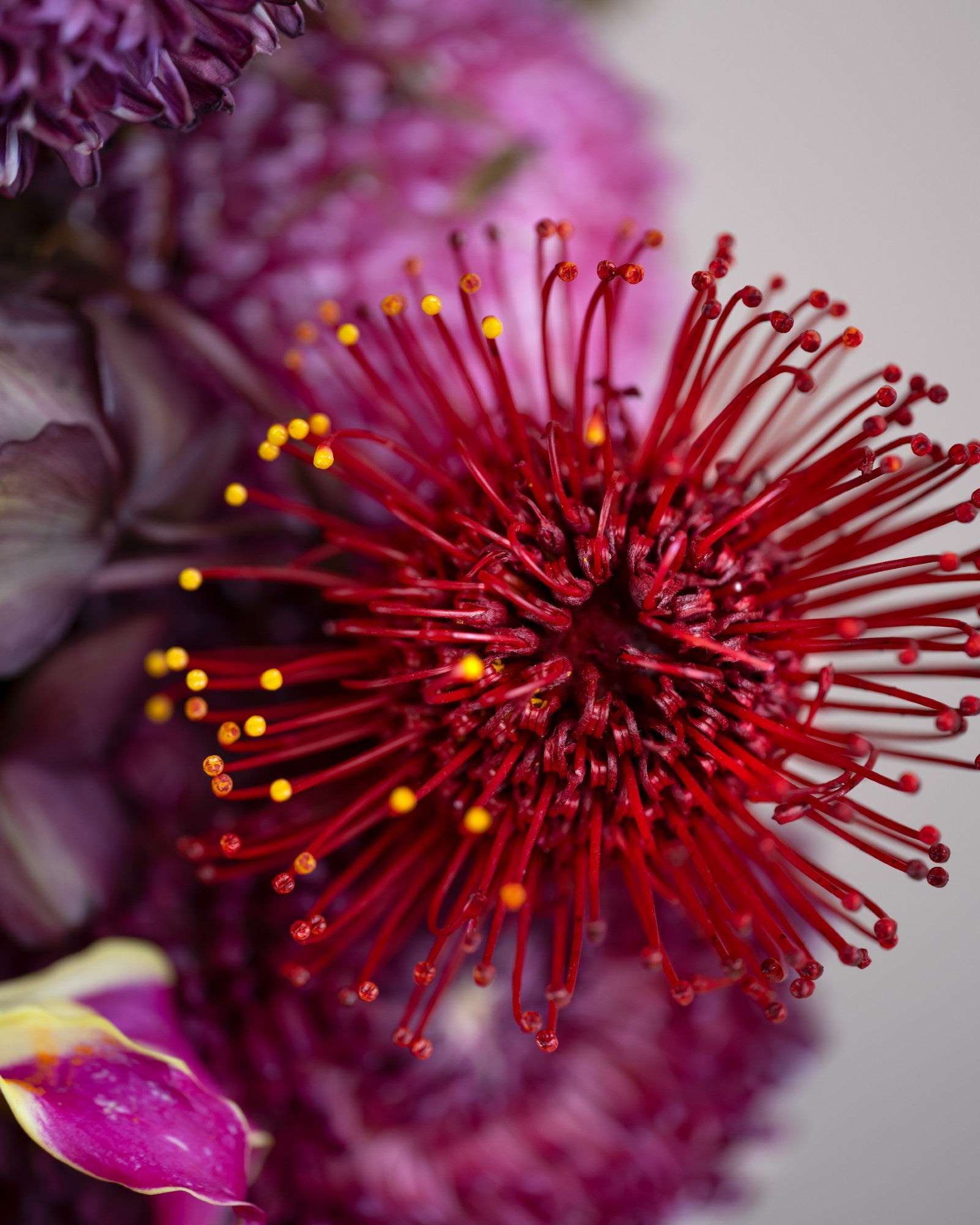 maroony
