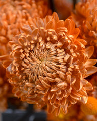 orangee
