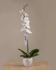 Orchid Plant