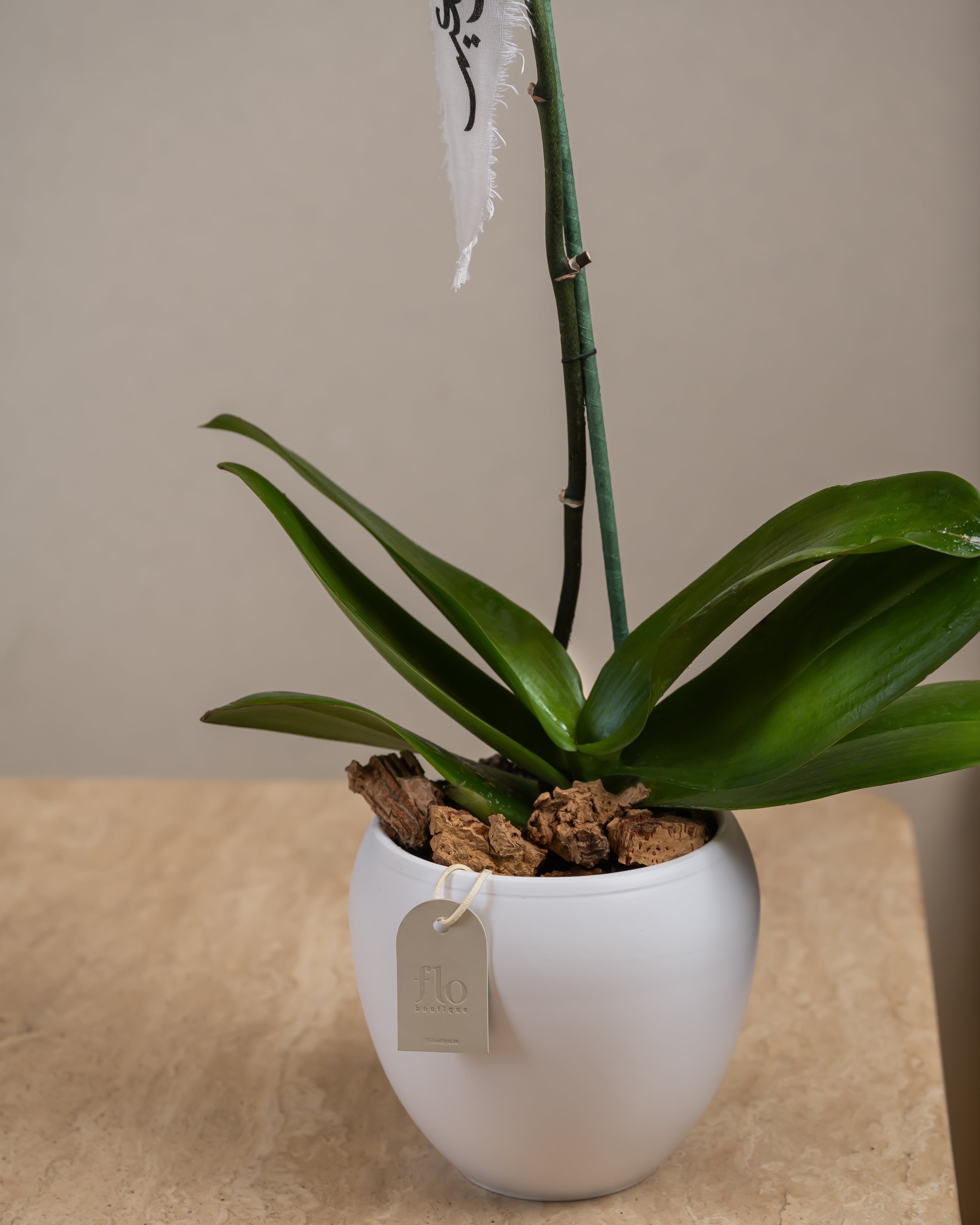 Orchid Plant