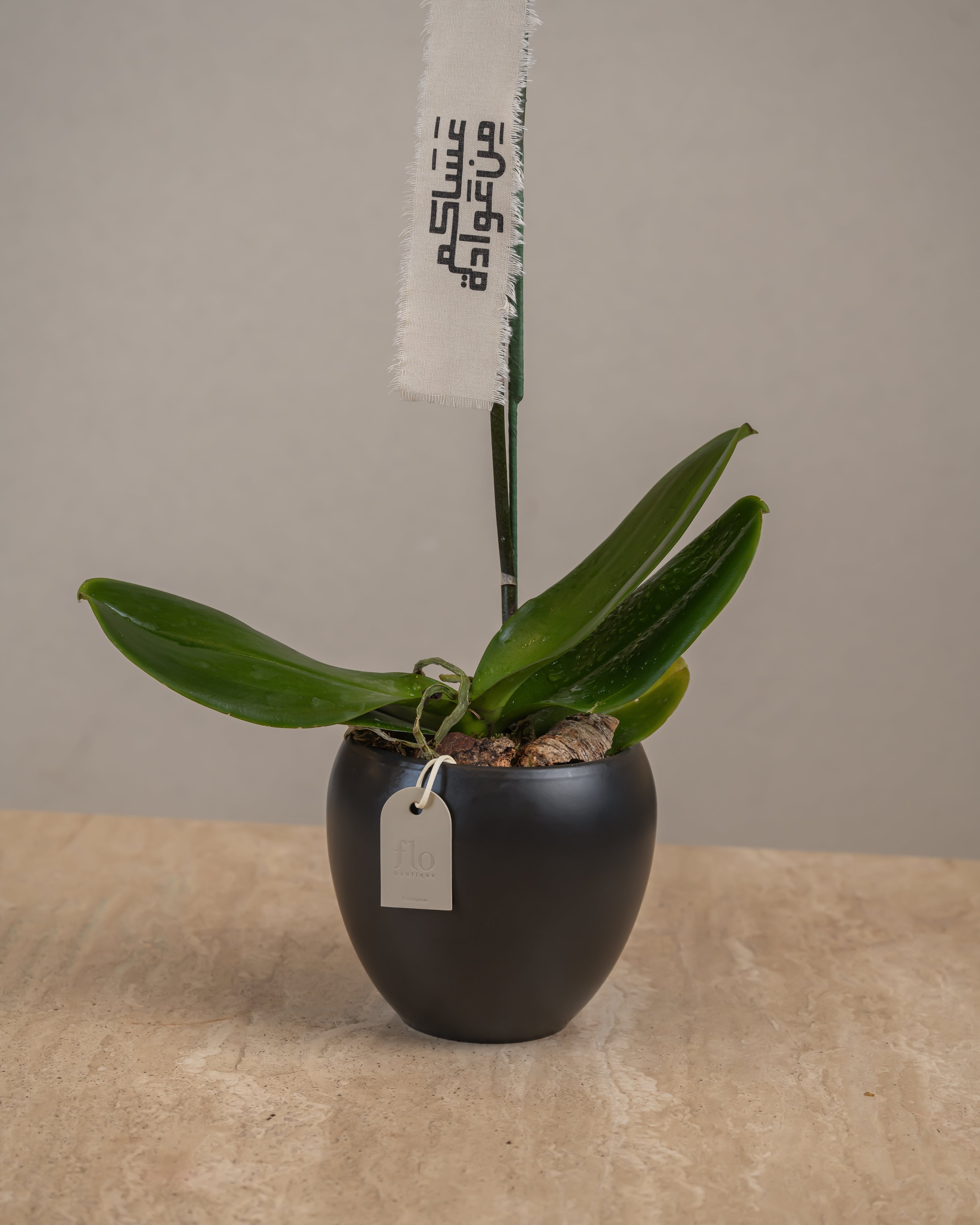 Orchid Plant