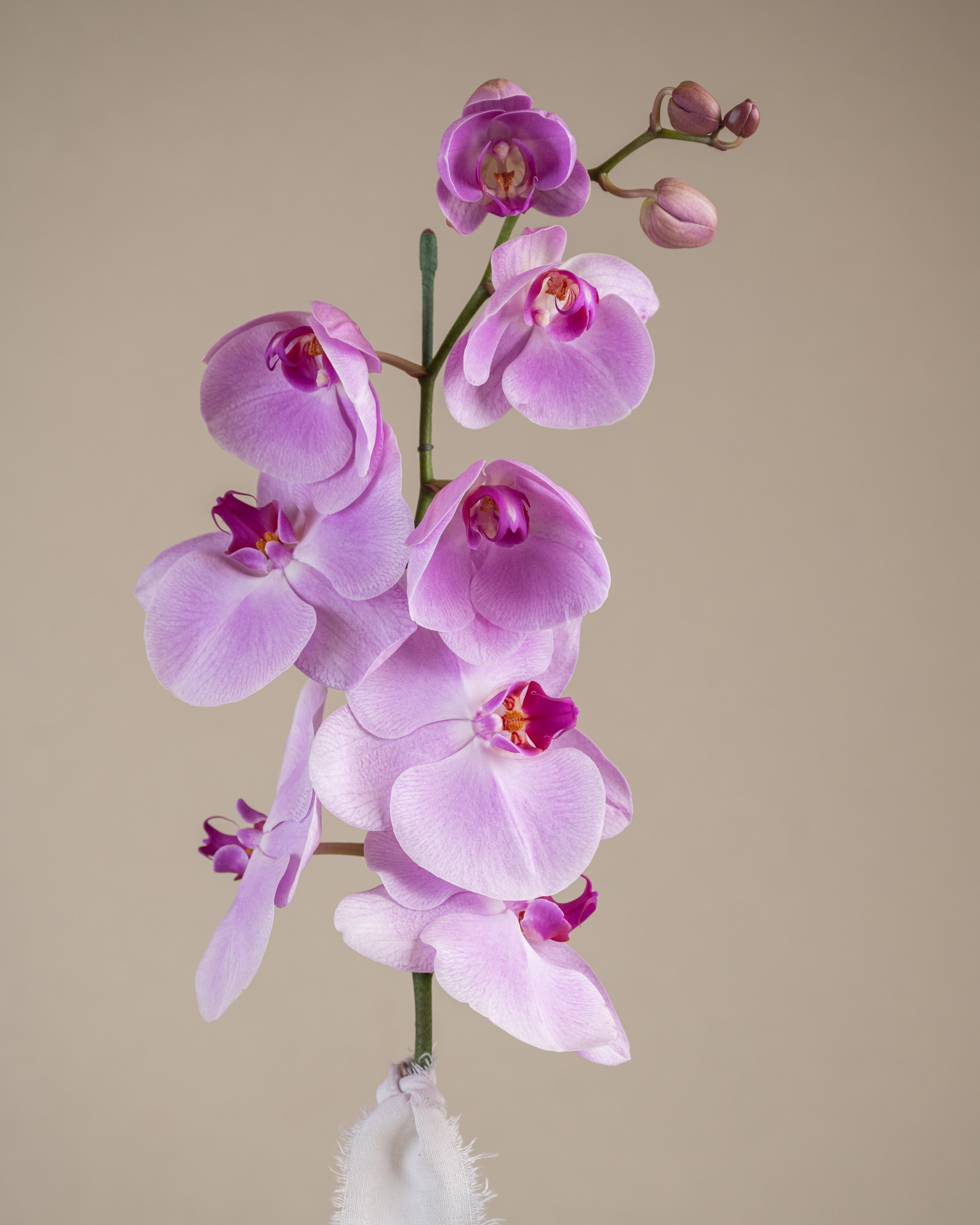 Orchid Plant